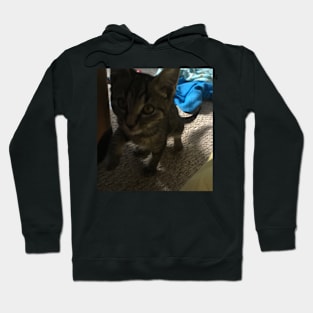 Little Kitty Gonna Get You Hoodie